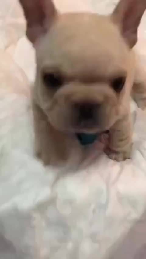 小狗狗: 我是最凶的, 别惹我喔